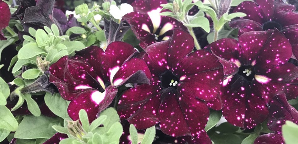 The Green Spot Online