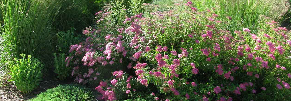 Steve Mattless Landscaping Online