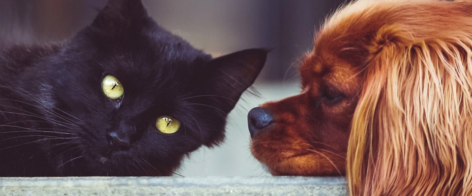 Sidney Pet Centre Online