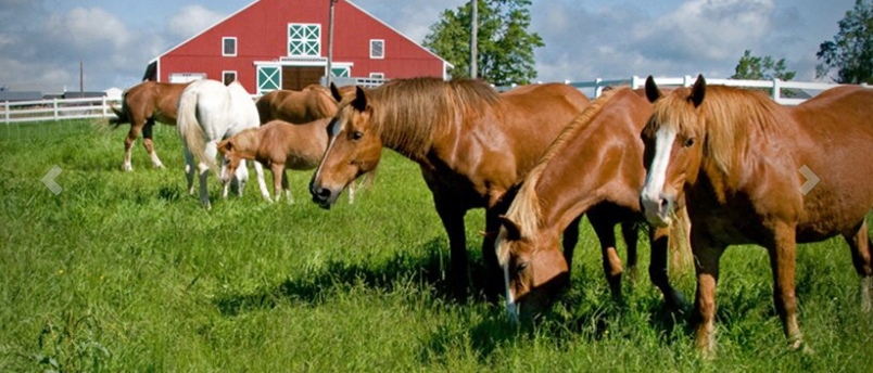 Top Shelf Feeds Online