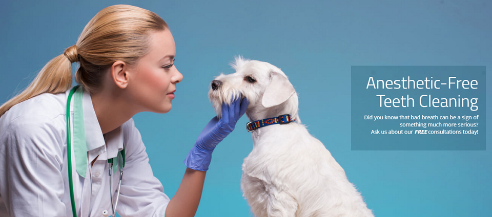 K9 Oral Hygiene Online