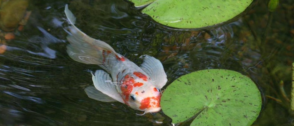 Island Pet Zone and Ponds Online