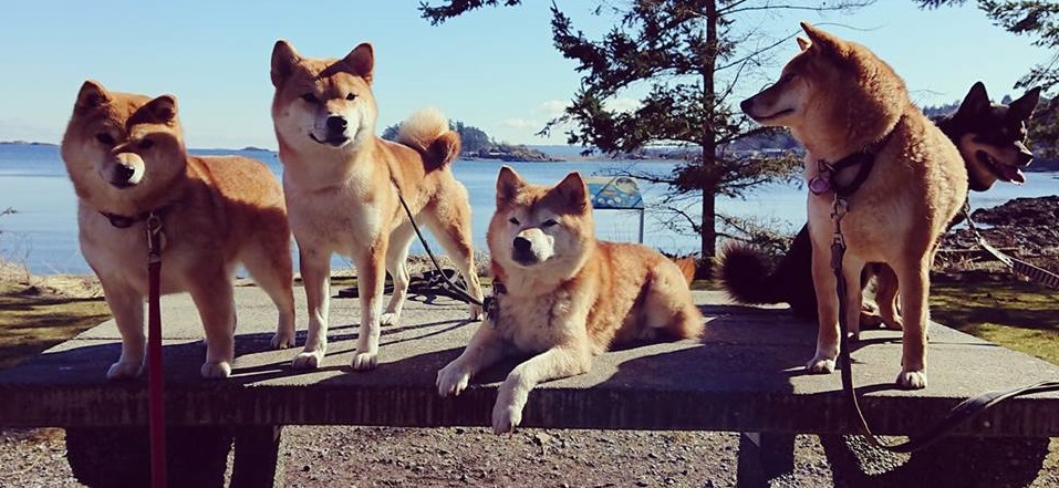 Buddies Natural Pet Food Ltd. Online