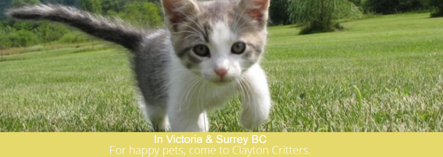 Clayton Critters Online
