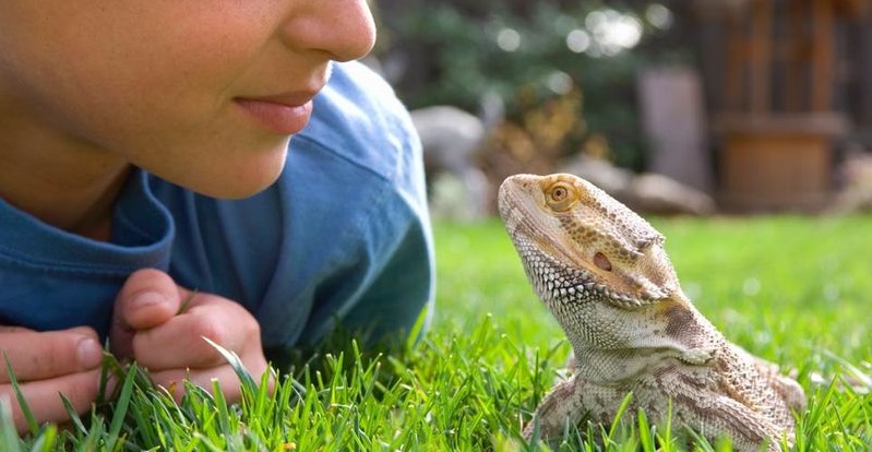 King Ed Pet Centre Online