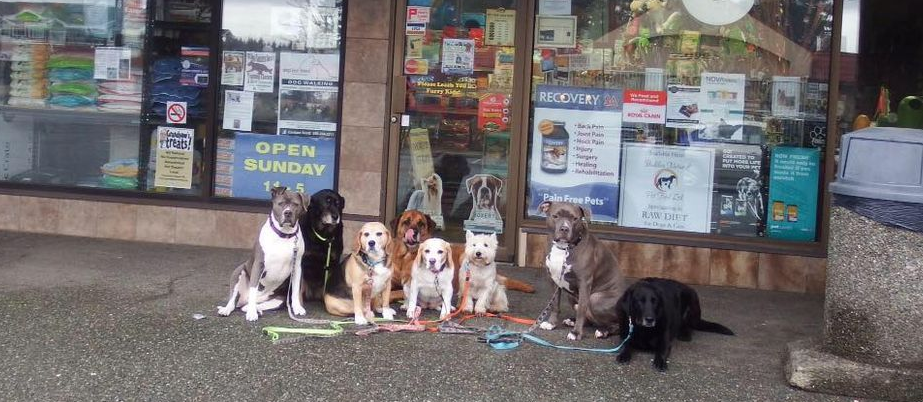 Dog Wood Pet Mart Online