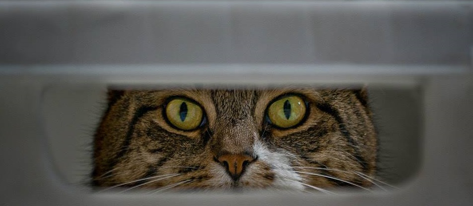 Menzies Pet Hospital Online