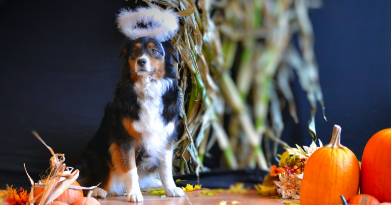 Ok Happy Pets Online