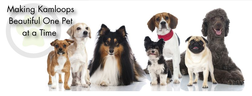 Pawsitively Pets Online