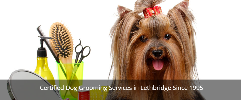Irene's Dog Grooming Online