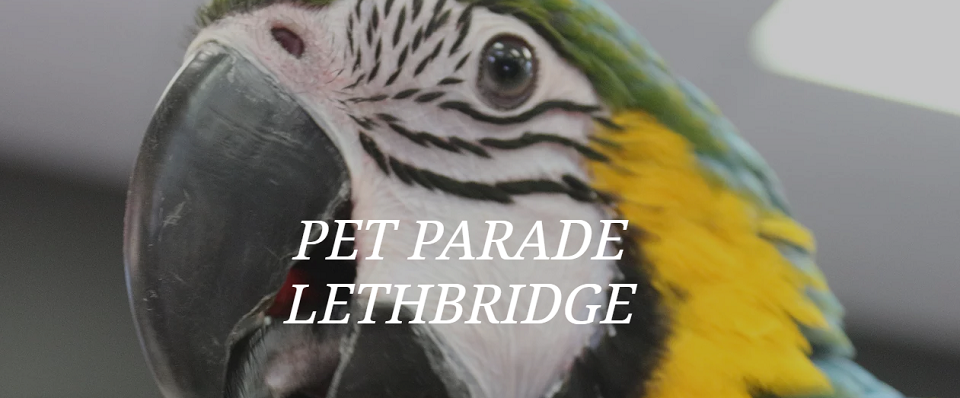 Pet Parade Online