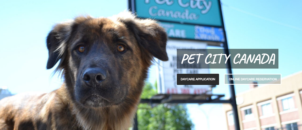 Pet City Canada Online