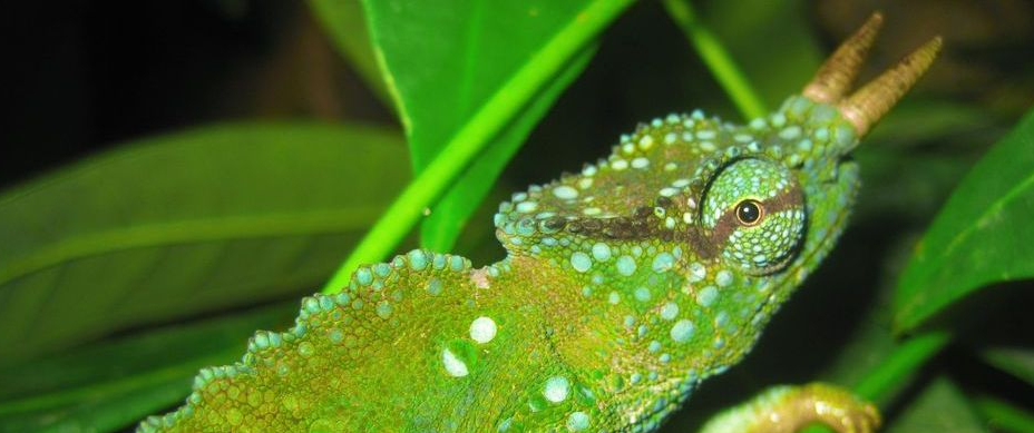 Northern Exotics Online