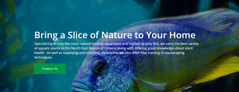 Eco Aquariums Online