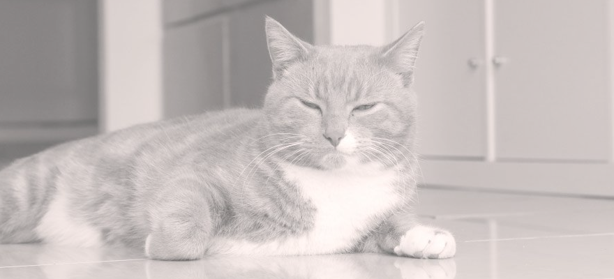 Bayshore Feeds Online