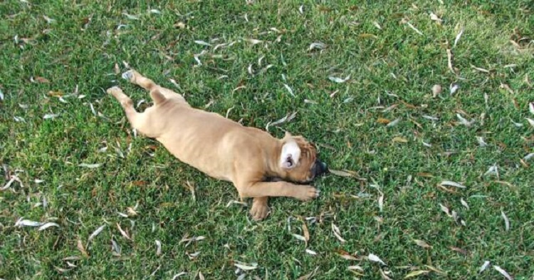 Loyal Comrade Boxers Online