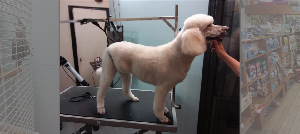 Stayner Pet Centre Online