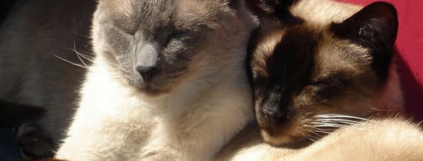 Healthy Paws Pet Nutrition Centre Store - Flyers Online