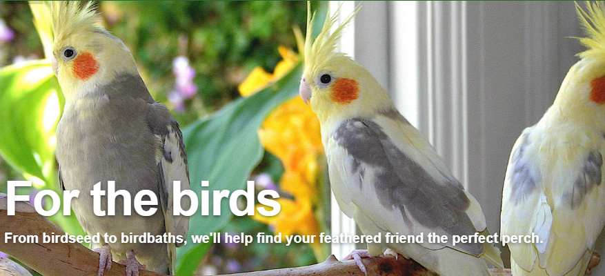 Critter Jungle Online