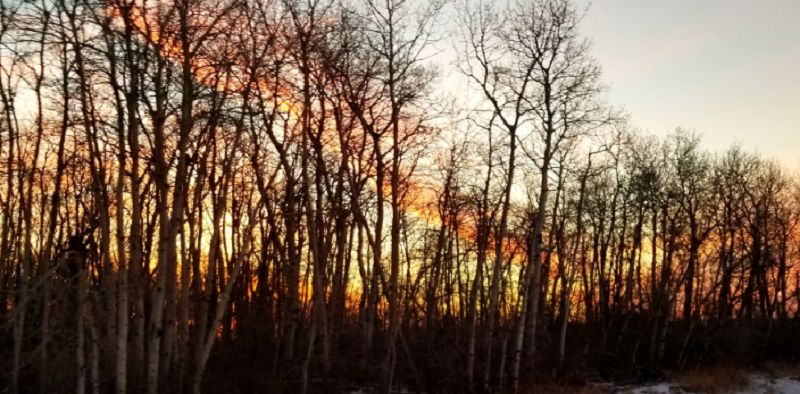 Oakes Law Office Online