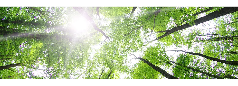 Larch Business Services Online