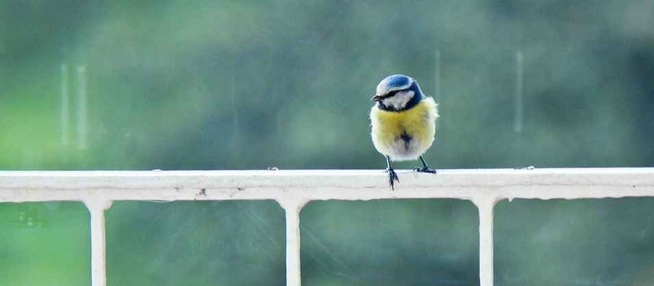 Where the Wild Things Grow Online