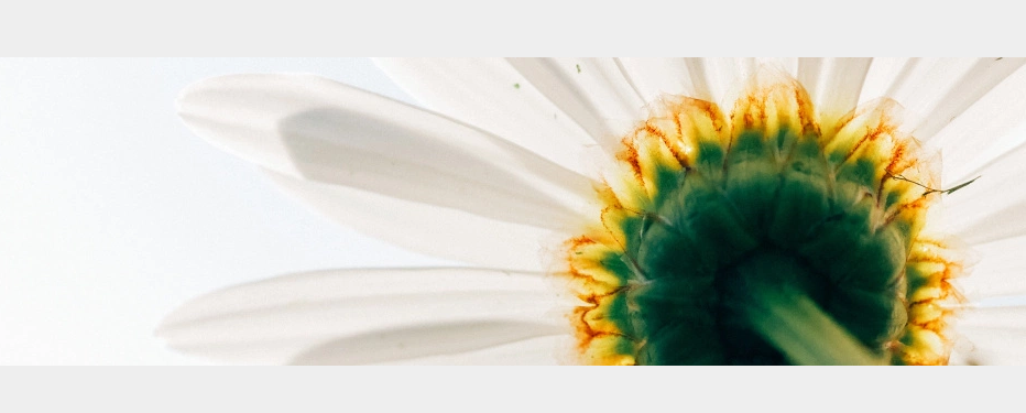 Cathedral Area Coop Daycare Online