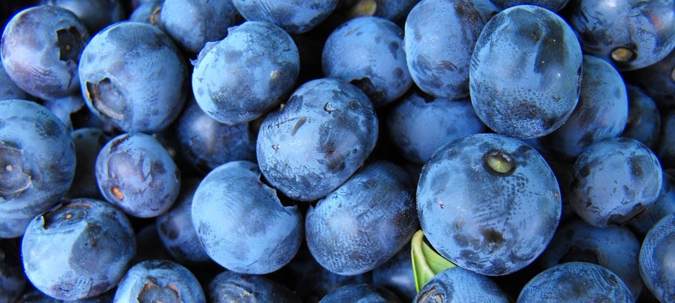 Bremner Foods Ltd. Online