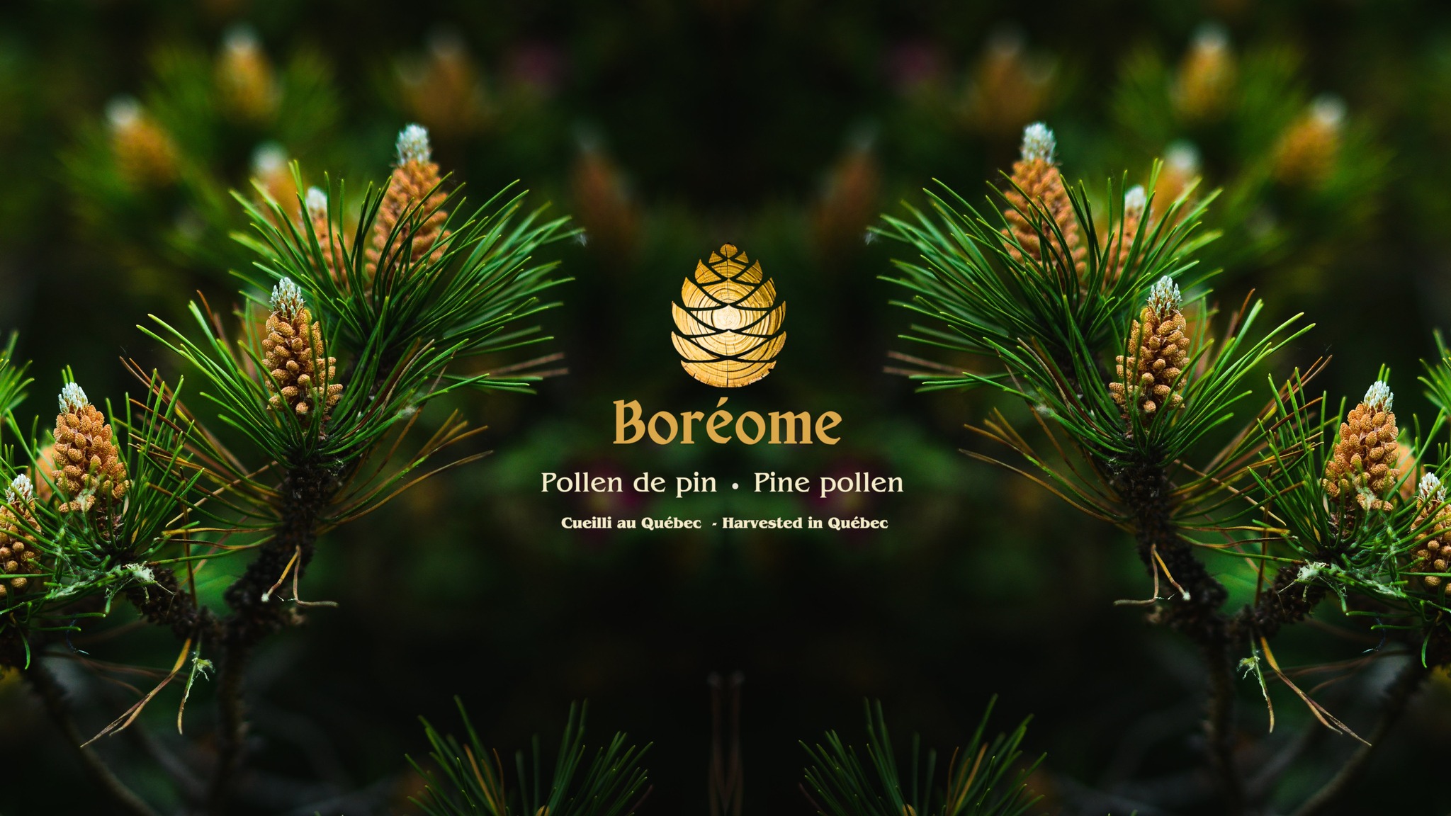 Boreome - Wildharvested Pine Pollen