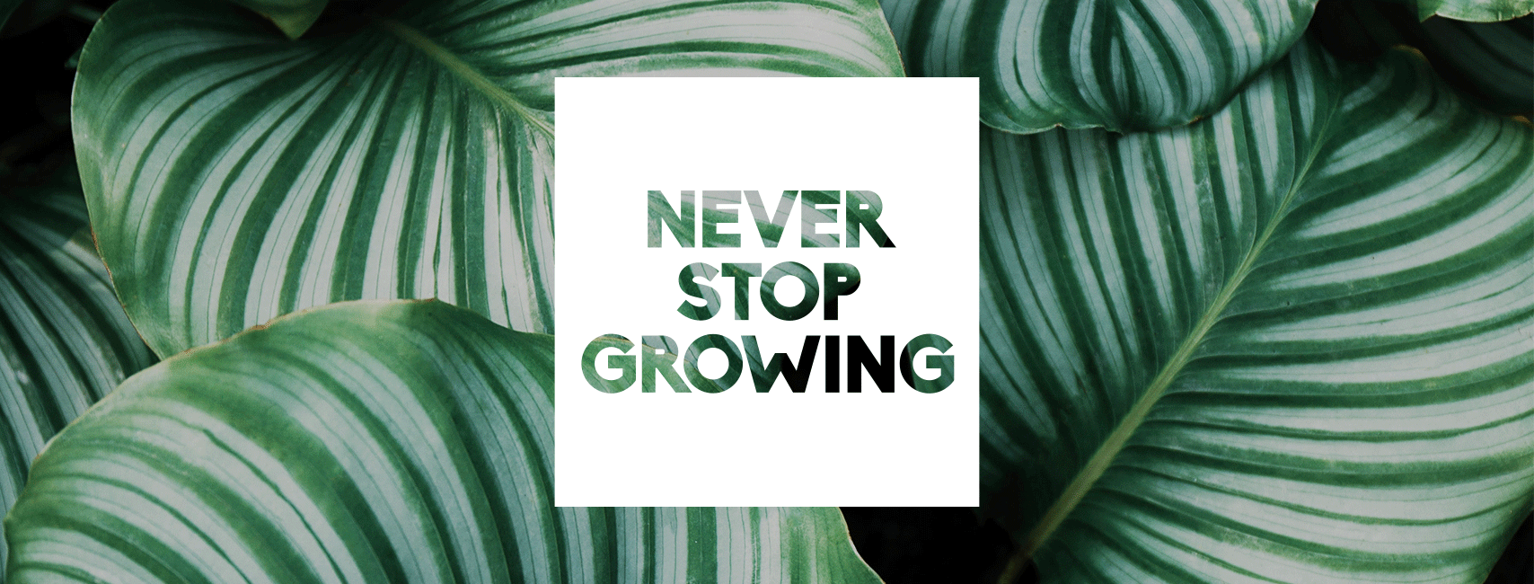 Sheridan Nurseries  - Garden Supplies