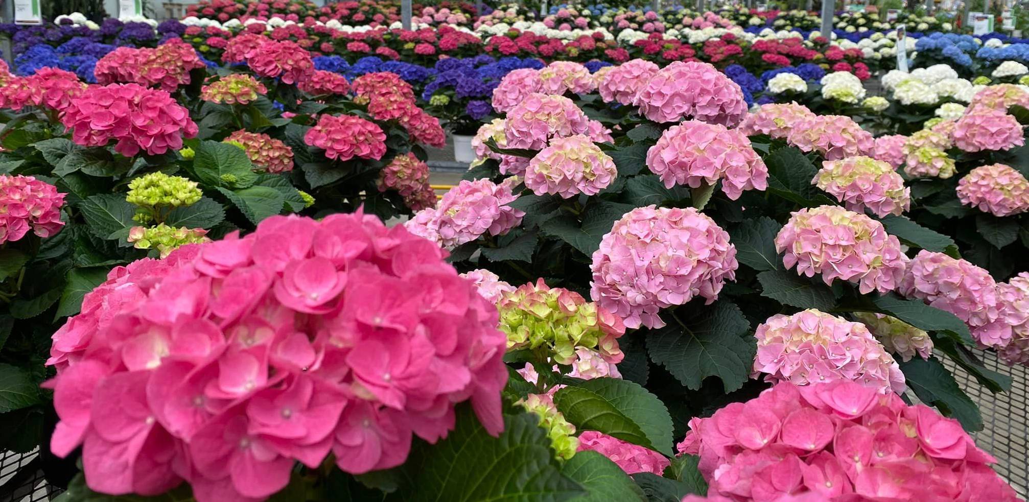 TERRA - GreenHouses