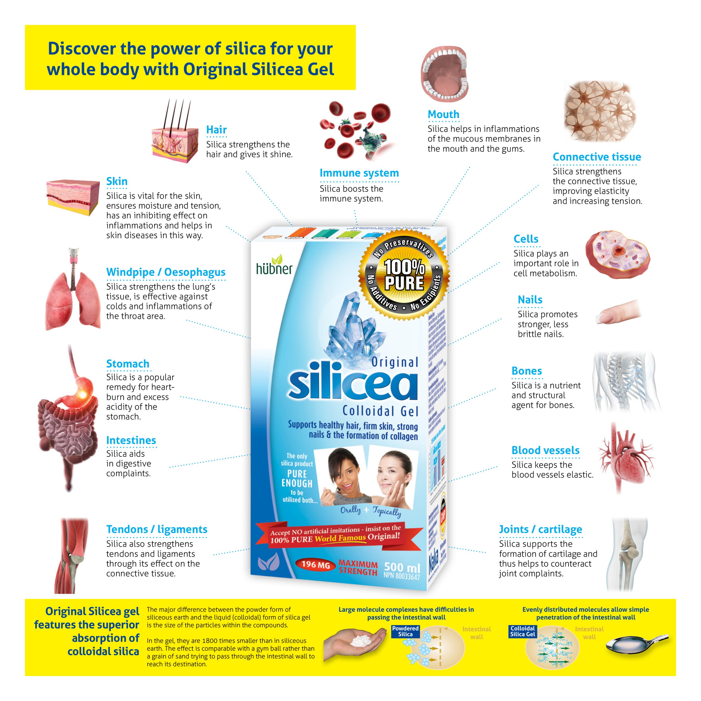 Page 2 of the Ambrosia Natural Foods flyer, featuring Original Silicea Colloidal Gel. The page highlights the benefits of silica for the whole body, including supporting hair, skin, nails, connective tissue, immune system, mouth health, windpipe/oesophagus, stomach, intestines, tendons/ligaments, blood vessels, bones, and joints/cartilage. It emphasizes that Original Silicea gel features superior absorption of colloidal silica, explaining that its particles are 1800 times smaller than those in siliceous earth, allowing for easier passage through the intestinal wall. The product is described as 100% pure with no preservatives, additives, or excipients, available in a 196 mg maximum strength 500 ml size. Visuals include diagrams of various body parts and a comparison of powdered silica versus colloidal silica absorption.
