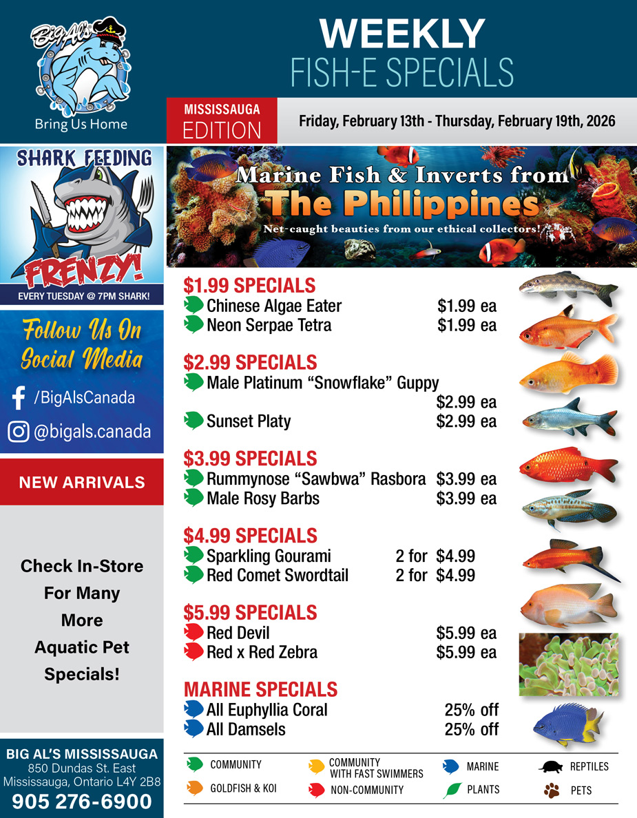 Big Al's - Mississauga - Weekly Flyer Specials