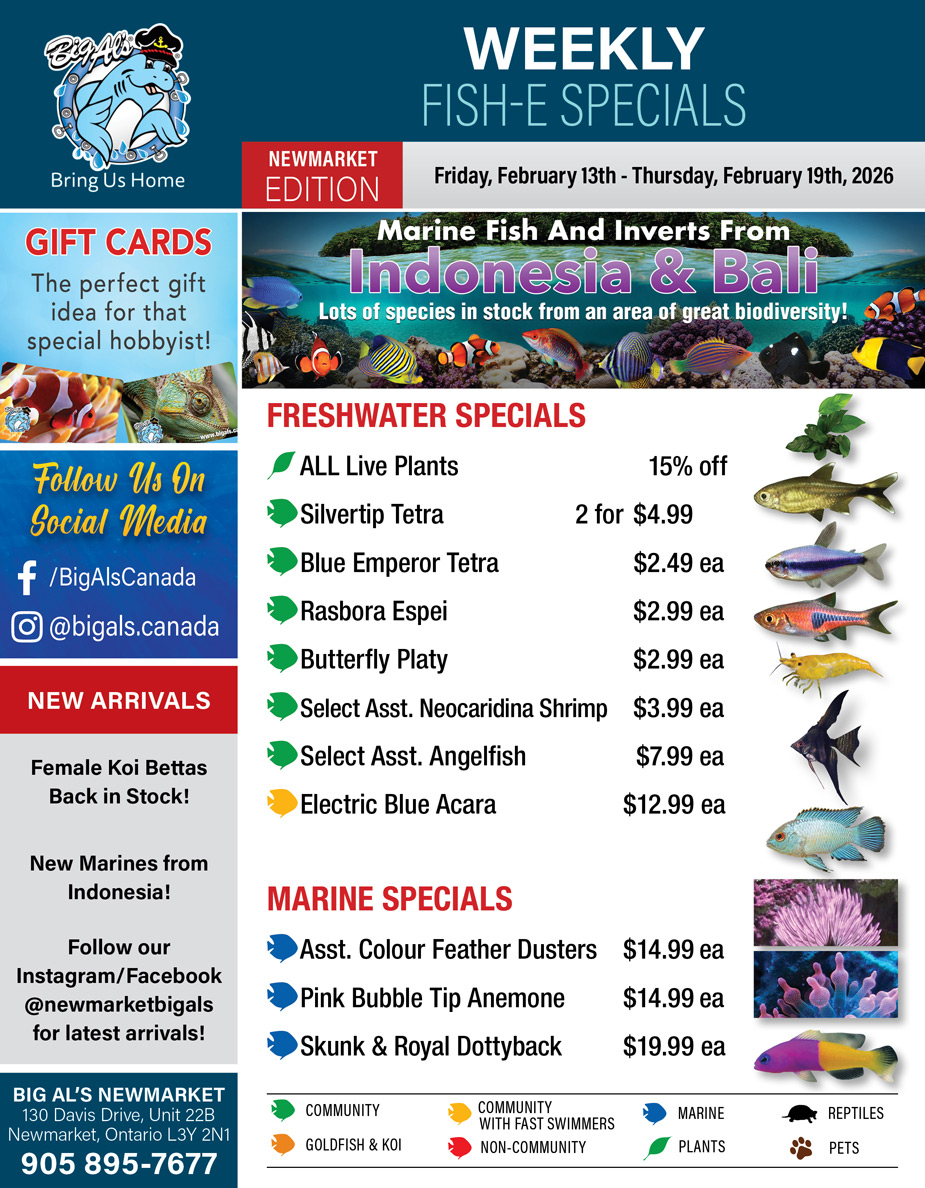 Big Al's - Newmarket - Weekly Flyer Specials