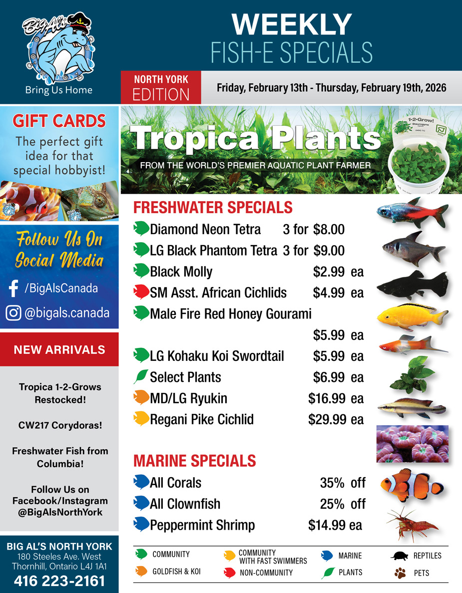 Big Al's - North York - Weekly Flyer Specials