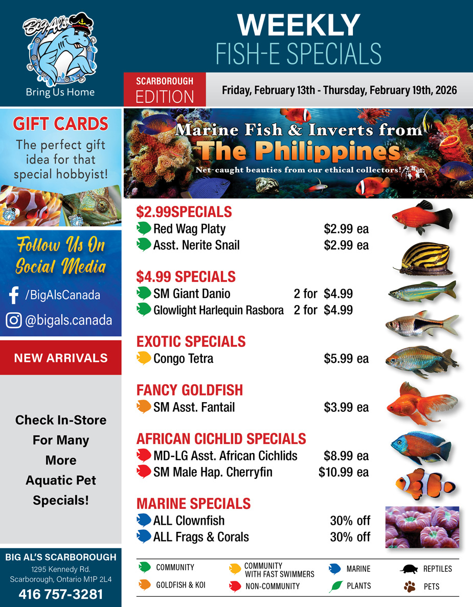 Big Al's - Scarborough - Weekly Flyer Specials