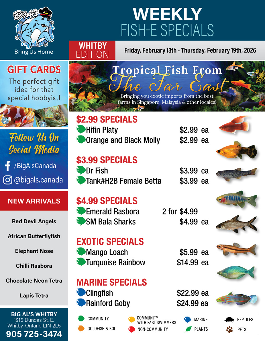 Big Al's - Whitby - Weekly Flyer Specials