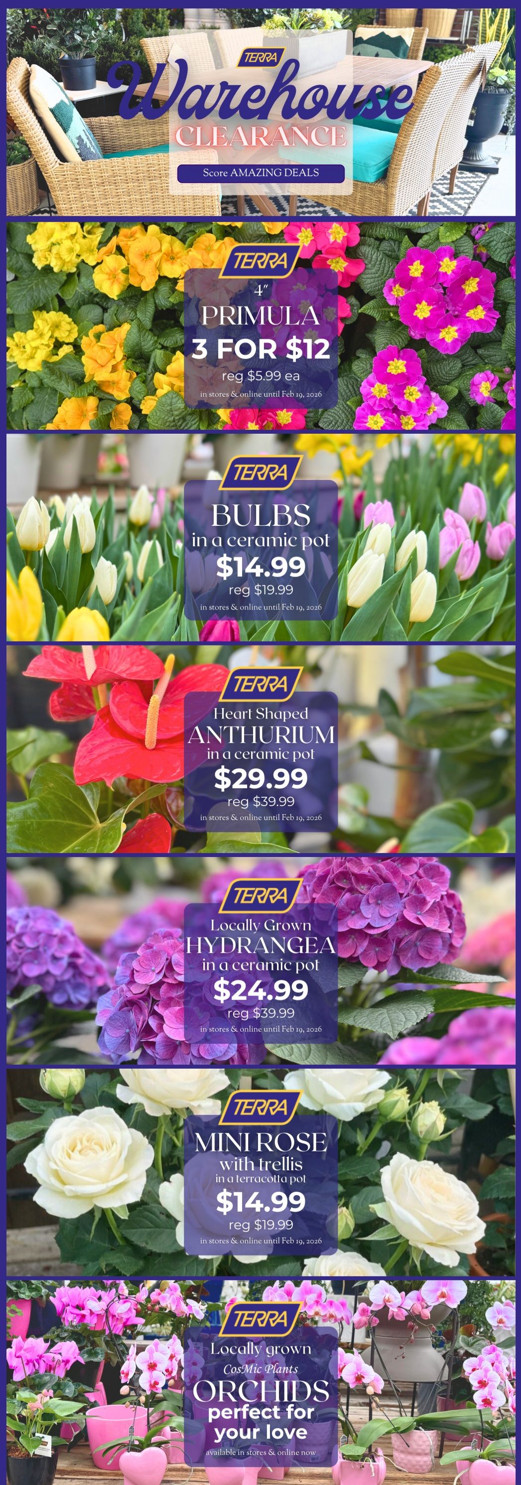TERRA Warehouse Clearance page featuring various plants. Offers include 4' Primula, 3 for $12 (regularly $5.99 each), Bulbs in a ceramic pot for $14.99 (regularly $19.99), Heart Shaped Anthurium in a ceramic pot for $29.99 (regularly $39.99), Locally Grown Hydrangea in a ceramic pot for $24.99 (regularly $39.99), Mini Rose with trellis in a terracotta pot for $14.99 (regularly $19.99), and Locally grown Cosmic Plants Orchids perfect for your love. All offers are valid in stores and online until February 19, 2026, except for the orchids which are available now.