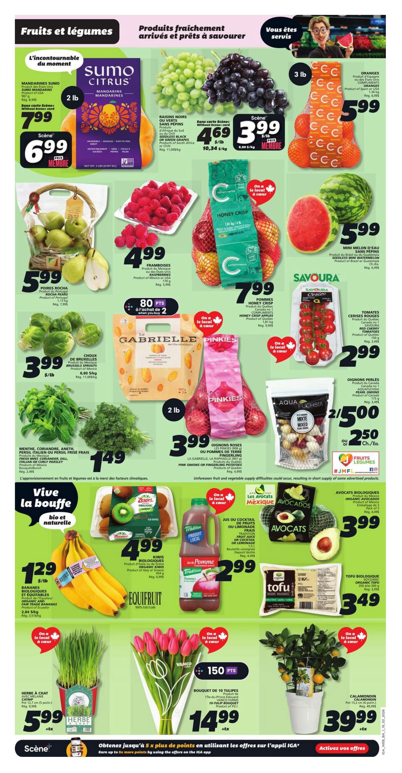 IGA weekly flyer specials page 3 features a variety of fresh fruits and vegetables. Highlights include Sumo Citrus Mandarins for $6.99 (2 lb bag), green grapes for $3.99/lb, and oranges for $5.99 (3 lb bag). Raspberries are $4.99 for 170g. Rocha Pears from Portugal are $5.99/lb. Brussels Sprouts are $3.99/lb. La Gabrielle Pink Onions are $3.99 for 907g, and Fingerling Potatoes are $4.99 for 907g. Fresh Mint, Coriander, Dill, or Curly Parsley from Mexico are $1.49 per bunch. Zespri Organic Kiwis are $4.99 for 454g. Organic and Fair Trade Bananas are $1.29/lb. Mini Seedless Watermelons are $5.99 each. Savoura Red Cherry Tomatoes are $2.99 for 150g. Aqua Fuchsia Mixed Pearl Onions are 2 for $5.00 or $2.50 each. Organic Avocados from Mexico are $3.99. Soyganic Organic Tofu is $3.49 for 350g. Also featured are a potted Catnip plant for $5.99 + tax, a 10-tulip bouquet from VanCo Farms for $14.99 + tax, and a Calamondin plant for $39.99 + tax. The page also promotes earning up to 5x more Scene+ points by using offers on the IGA app.