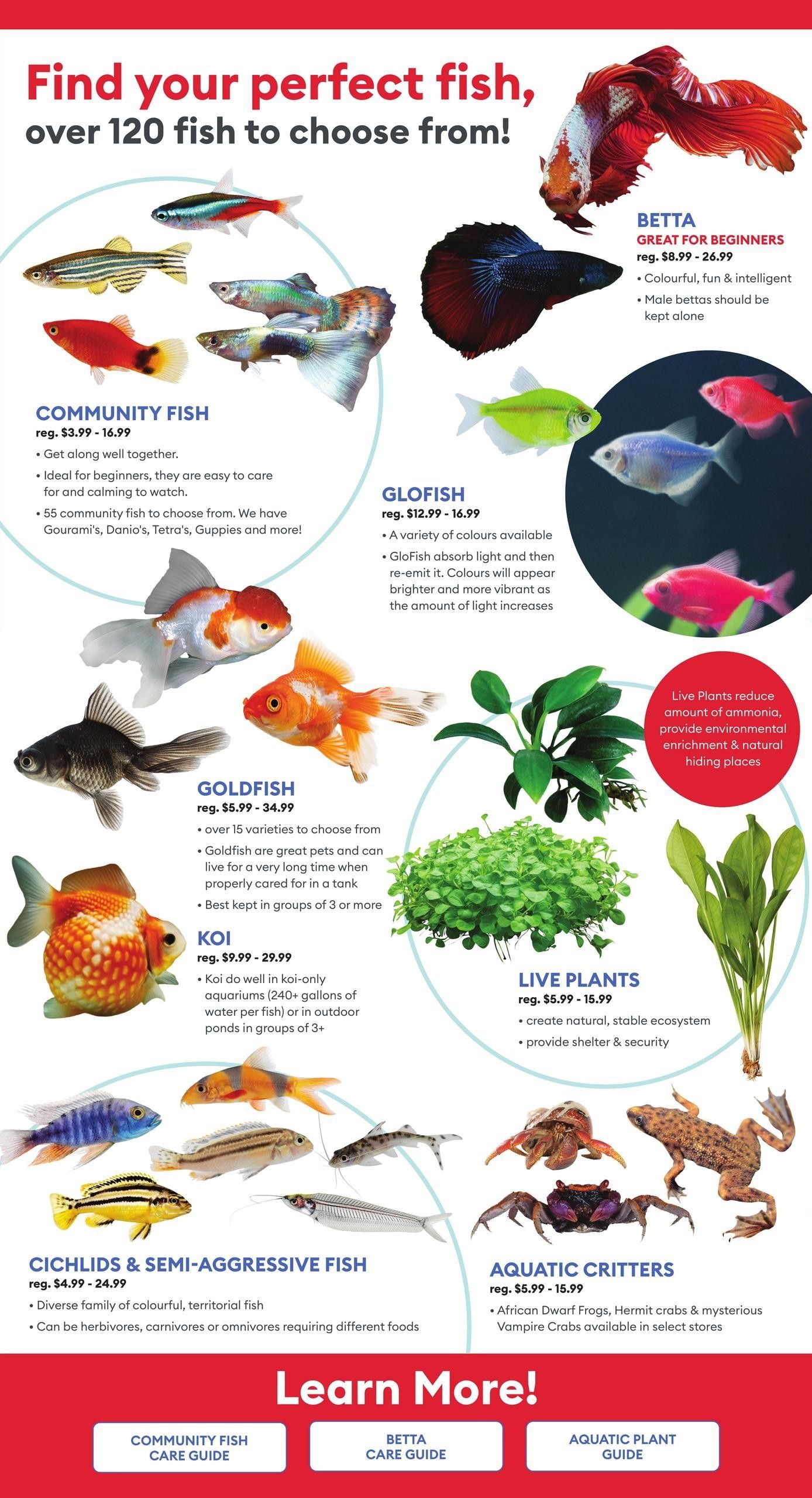 PetSmart flyer page 2: Find your perfect fish, over 120 fish to choose from! Featuring Community Fish, reg. $3.99 - $16.99, including Gourami, Danio, Tetra, Guppies, and more. Betta fish, great for beginners, reg. $8.99 - $26.99, described as colourful, fun & intelligent, with a note that male bettas should be kept alone. Glofish, reg. $12.99 - $16.99, available in a variety of colours that absorb and re-emit light, appearing brighter with more light. Goldfish, reg. $5.99 - $34.99, with over 15 varieties, noted as great pets that can live a long time and best kept in groups of 3 or more. Koi, reg. $9.99 - $29.99, suitable for koi-only aquariums or outdoor ponds in groups of 3+. Live Plants, reg. $5.99 - $15.99, which reduce ammonia, provide environmental enrichment and natural hiding places. Cichlids & Semi-Aggressive Fish, reg. $4.99 - $24.99, a diverse family of colourful, territorial fish that can be herbivores, carnivores or omnivores. Aquatic Critters, reg. $5.99 - $15.99, including African Dwarf Frogs, Hermit crabs & mysterious Vampire Crabs available in select stores. Buttons at the bottom offer a Community Fish Care Guide, Betta Care Guide, and Aquatic Plant Guide.