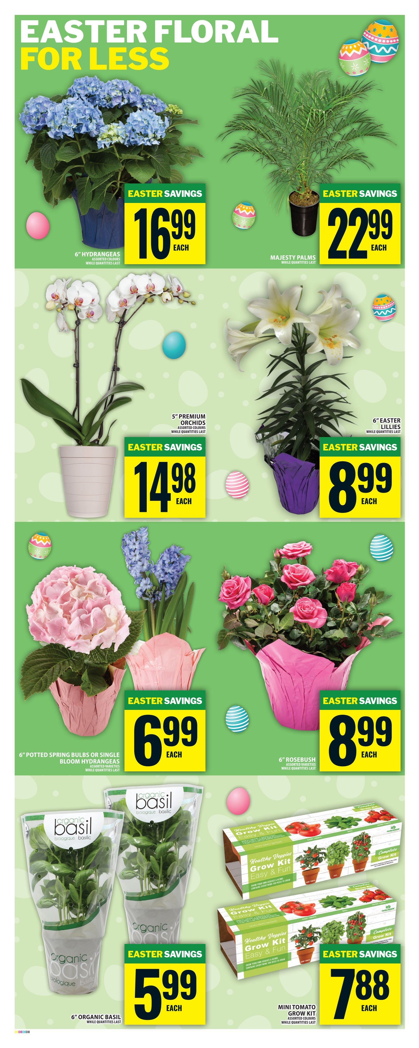 Food Basics weekly flyer specials page 10 features Easter floral arrangements and plants. Get 6' Hydrangeas in assorted colours for $16.99 each. Majesty Palms are available for $22.99 each. 5' Premium Orchids in assorted colours are $14.98 each. 6' Easter Lilies are $8.99 each. Potted spring bulbs or single bloom hydrangeas are $6.99 each. 6' Rosebush varieties are $8.99 each. Also featured are 6' Organic Basil plants for $5.99 each and Mini Tomato Grow Kits for $7.88 each. All items are available while quantities last.