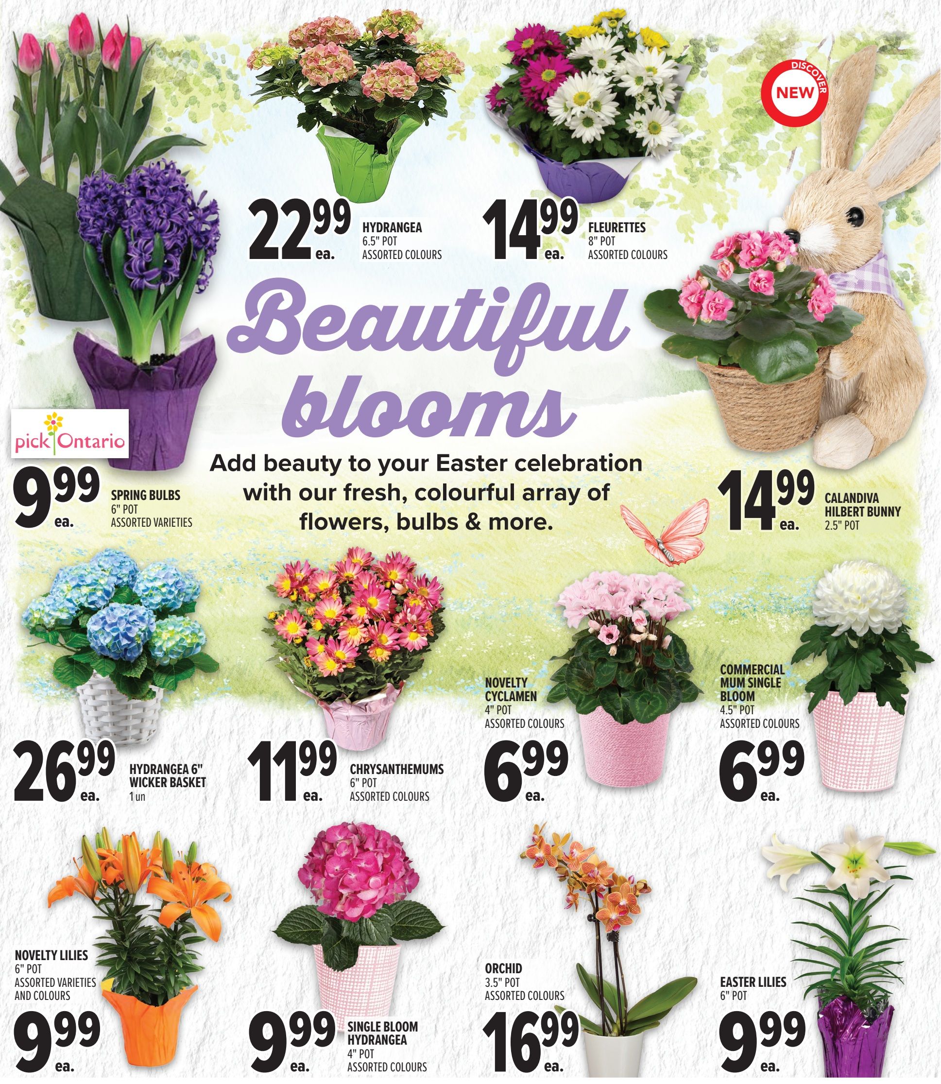 Metro Ontario weekly flyer specials page 22 features 'Beautiful Blooms' for Easter. Offers include Hydrangea 6.5' pot for $22.99, Fleurettes 8' pot for $14.99, and a Calandiva Hilbert Bunny 2.5' pot for $14.99. Also available are Spring Bulbs 6' pot for $9.99, Hydrangea 6' wicker basket for $26.99, Chrysanthemums 6' pot for $11.99, Novelty Cyclamen 4' pot for $6.99, Commercial Mum Single Bloom 4.5' pot for $6.99, Novelty Lilies 6' pot for $9.99, Single Bloom Hydrangea 4' pot for $9.99, Orchid 3.5' pot for $16.99, and Easter Lilies 6' pot for $9.99. All plants are available in assorted colours and varieties.