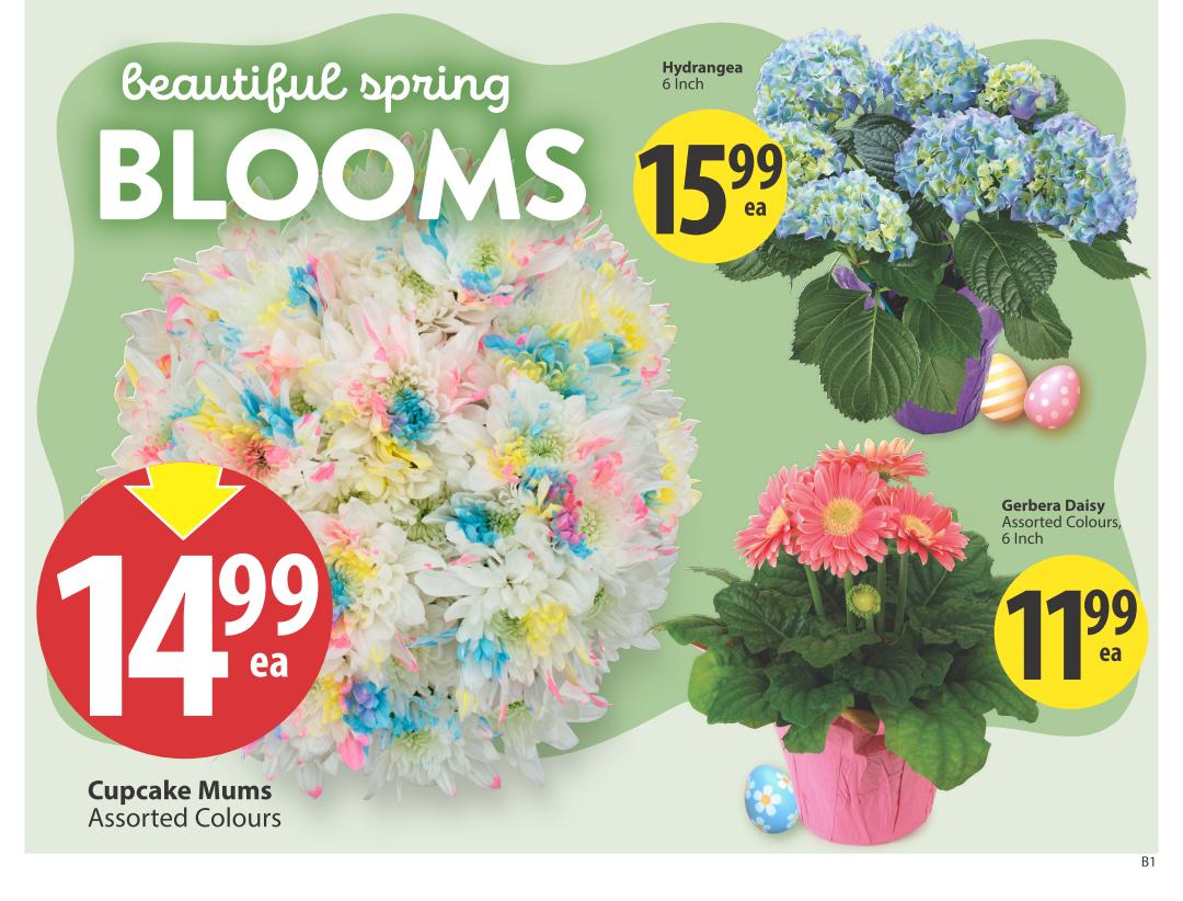 Save-On-Foods weekly flyer specials page 7 features beautiful spring blooms. A large bouquet of Cupcake Mums in assorted colours is priced at $14.99 each. A 6-inch Hydrangea in assorted colours is available for $15.99 each. Also featured is a 6-inch Gerbera Daisy in assorted colours for $11.99 each.9 each. Easter eggs are displayed near the plants.