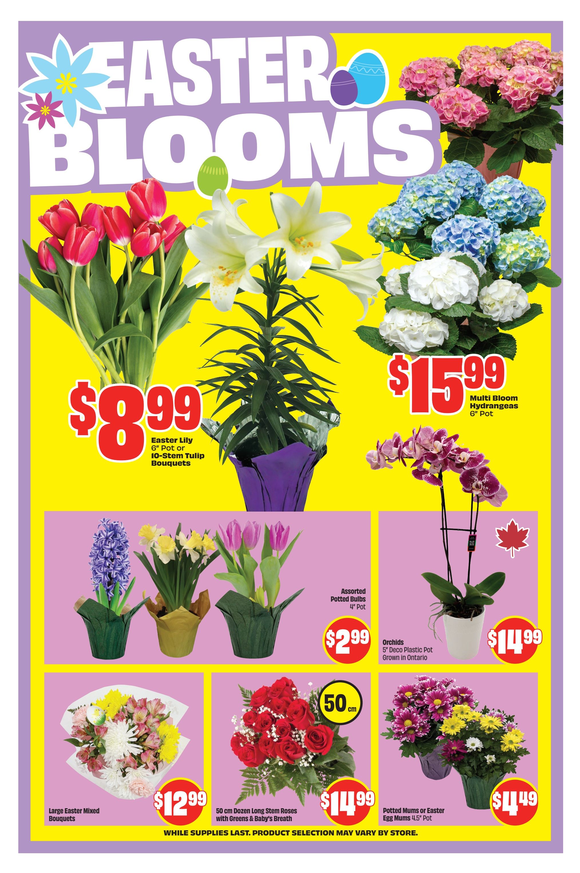 FreshCo Ontario flyer page 6 features Easter Blooms with various floral arrangements and potted plants. Featured items include Easter Lily 6' Pot or 10-Stem Tulip Bouquets for $8.99, Multi Bloom Hydrangeas 6' Pot for $15.99, Assorted Potted Bulbs 4' Pot for $2.99, Orchids 5' Deco Plastic Pot Grown in Ontario for $14.99, Large Easter Mixed Bouquets for $12.99, 50 cm Long Stem Roses with Greens & Baby's Breath for $14.99, and Potted Mums or Easter Egg Mums 4.5' Pot for $4.49. Product selection may vary by store. While supplies last.