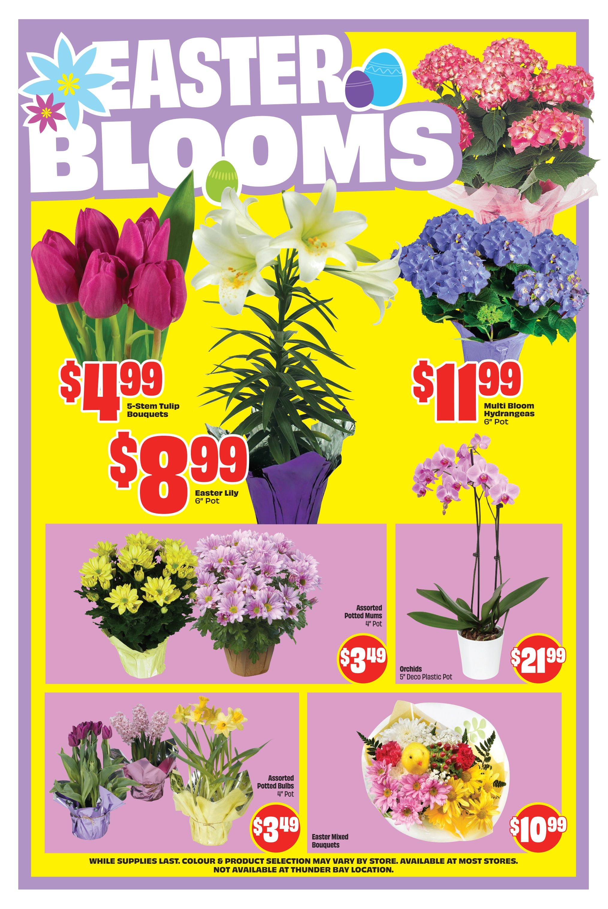 FreshCo weekly flyer specials page 6 features Easter Blooms. Get 5-Stem Tulip Bouquets for $4.99, an Easter Lily in a 6' pot for $8.99, and Multi Bloom Hydrangeas in a 6' pot for $11.99. Also available are Assorted Potted Mums in 4' pots for $3.49, Orchids in a 5' deco plastic pot for $21.99, Assorted Potted Bulbs in 4' pots for $3.49, and Easter Mixed Bouquets for $10.99. While supplies last. Colour and product selection may vary by store. Available at most stores, not available at the Thunder Bay location.