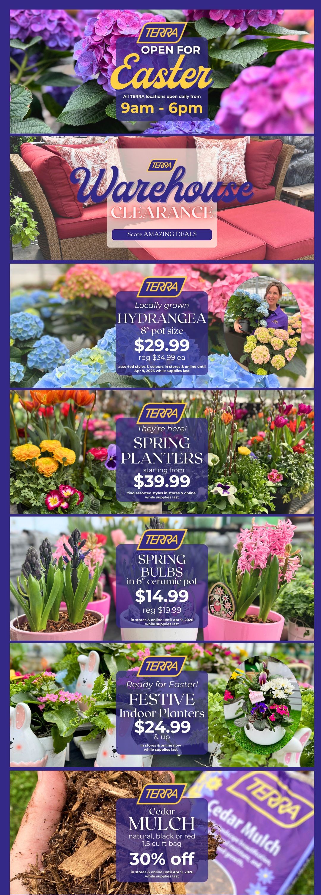 TERRA flyer open for Easter, with all locations open daily from 9am - 6pm. Features a Warehouse Clearance section with amazing deals. Locally grown Hydrangea in 8' pot size for $29.99 (regularly $34.99). Spring Planters starting from $39.99. Spring Bulbs in a 6' ceramic pot for $14.99 (regularly $19.99). Festive Indoor Planters, ready for Easter, are $24.99 & up. Cedar Mulch (natural, black, or red) in a 1.5 cu ft bag is 30% off. All offers available in stores and online until April 9, 2026, while supplies last.