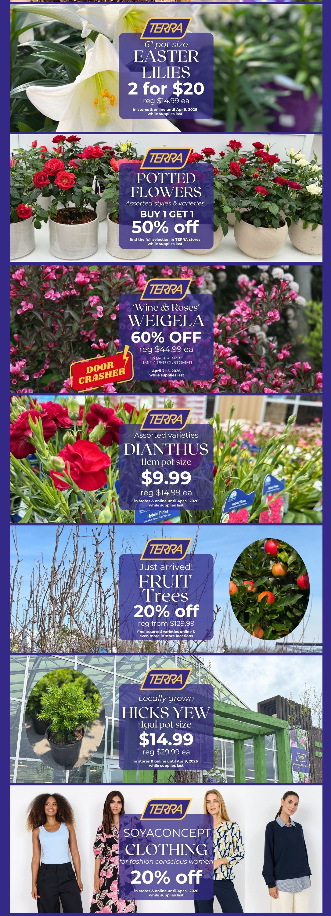 TERRA weekly flyer specials page 2 features a variety of plants and clothing. Get 6' pot size Easter Lilies for 2 for $20, regularly $14.99 each. Potted Flowers in assorted styles and varieties are buy 1 get 1 50% off. The 'Wine & Roses' Weigela, a door crasher special, is 60% off, regularly $44.99 each for 3-gallon pot size. Assorted Dianthus in 11cm pots are $9.99, regularly $14.99 each. Just arrived Fruit Trees are 20% off, starting from $129.99. Locally grown Hicks Yew in a 1-gallon pot size is $14.99, regularly $29.99 each. Soyaconcept Clothing for fashion-conscious women is 20% off. All offers are valid in stores and online until April 9, 2026, while supplies last.
