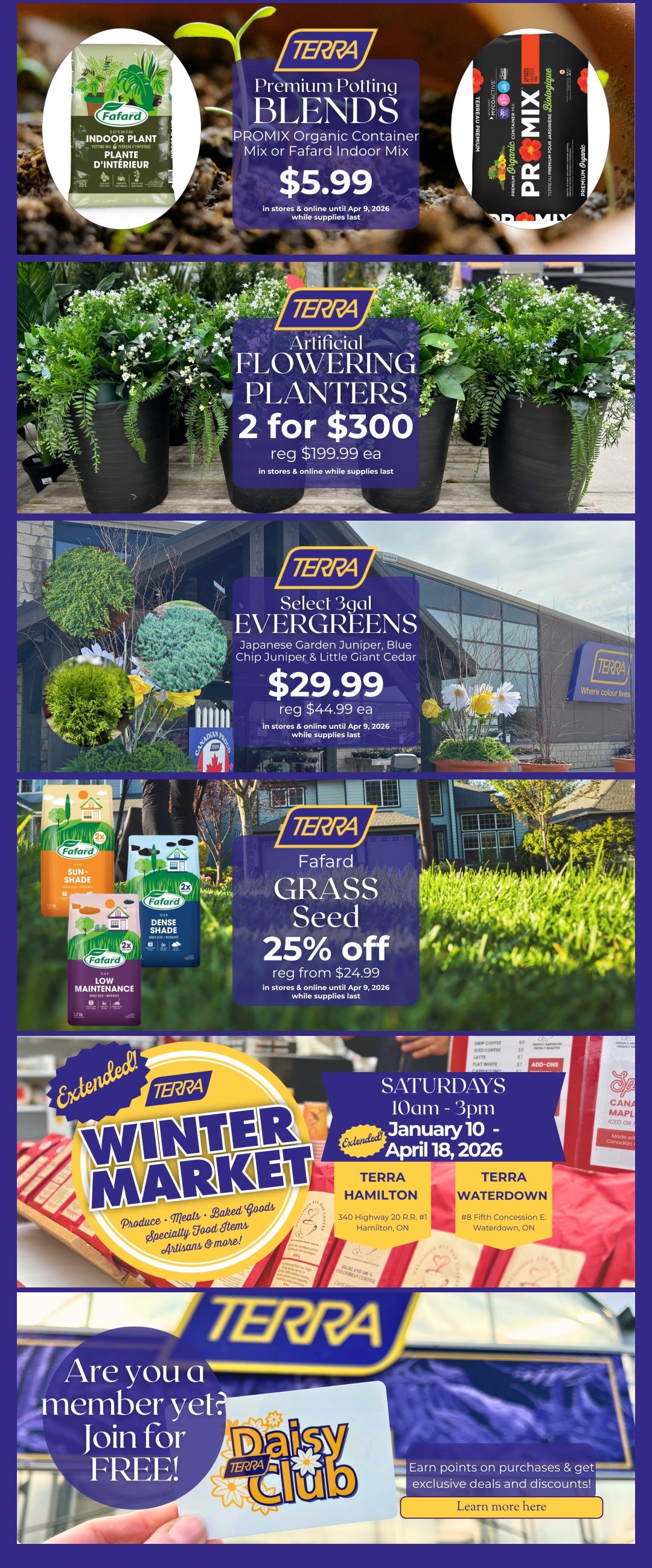 TERRA weekly flyer specials page 3 features premium potting blends from PROMIX and Fafard for $5.99. Artificial flowering planters are 2 for $300, with a regular price of $199.99 each. Select 3-gallon evergreens, including Japanese Garden Juniper, Blue Chip Juniper, and Little Giant Cedar, are available for $29.99, down from $44.99 each. Fafard grass seed is 25% off, with a regular price of $24.99. The flyer also highlights an extended Winter Market every Saturday from 10 am to 3 pm, January 10 to April 18, 2026, offering produce, meats, baked goods, specialty food items, and artisan products at TERRA Hamilton and TERRA Waterdown locations. Additionally, customers are invited to join the Daisy Club for free to earn points and exclusive deals.