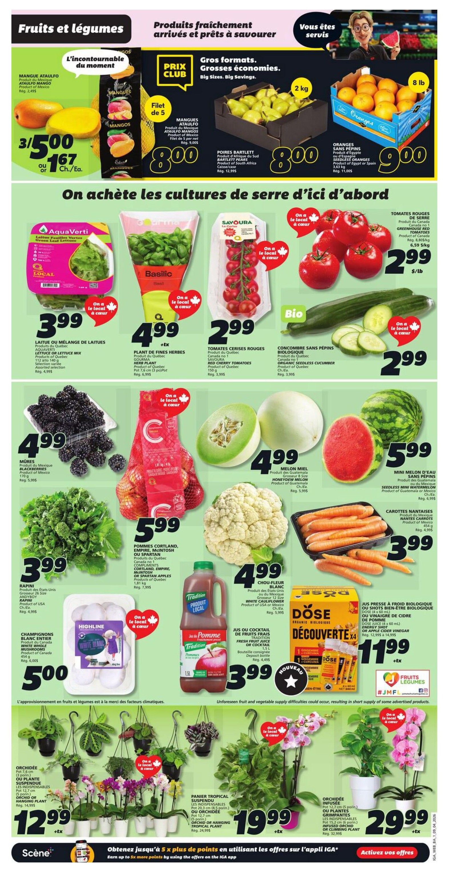 IGA Weekly Flyer Specials Page 3 features a selection of fresh fruits and vegetables. Highlights include Ataulfo Mangoes at 3 for $5.00 or $1.67 each, and Bartlett Pears and Seedless Oranges in large formats for $8.00 and $9.00 respectively. Greenhouse Red Tomatoes are $2.99/lb. Other produce includes AquaVerti Lettuce or Lettuce Mix for $3.99, Savoura Basil for $4.99, Organic Seedless Cucumber for $2.99, Blackberries for $4.99, Cortland, Empire, McIntosh, or Spartan Apples for $5.99, Honey Melon for $4.99, Seedless Mini Watermelon for $5.99, Nantes Carrots for $3.99, Rapini for $3.99, White Whole Mushrooms for $5.00, and Cauliflower for $4.99. Beverages include Tradition Fresh Fruit Juice or Cocktail for $3.99 and Dose Organic Biological Energy Shot or Apple Cider Vinegar for $11.99. The page also showcases hanging orchids for $12.99 and $29.99, and a Tropical Plant for $19.99.99. A promotion offers earning up to 5x more points on selected offers in the IGA app.