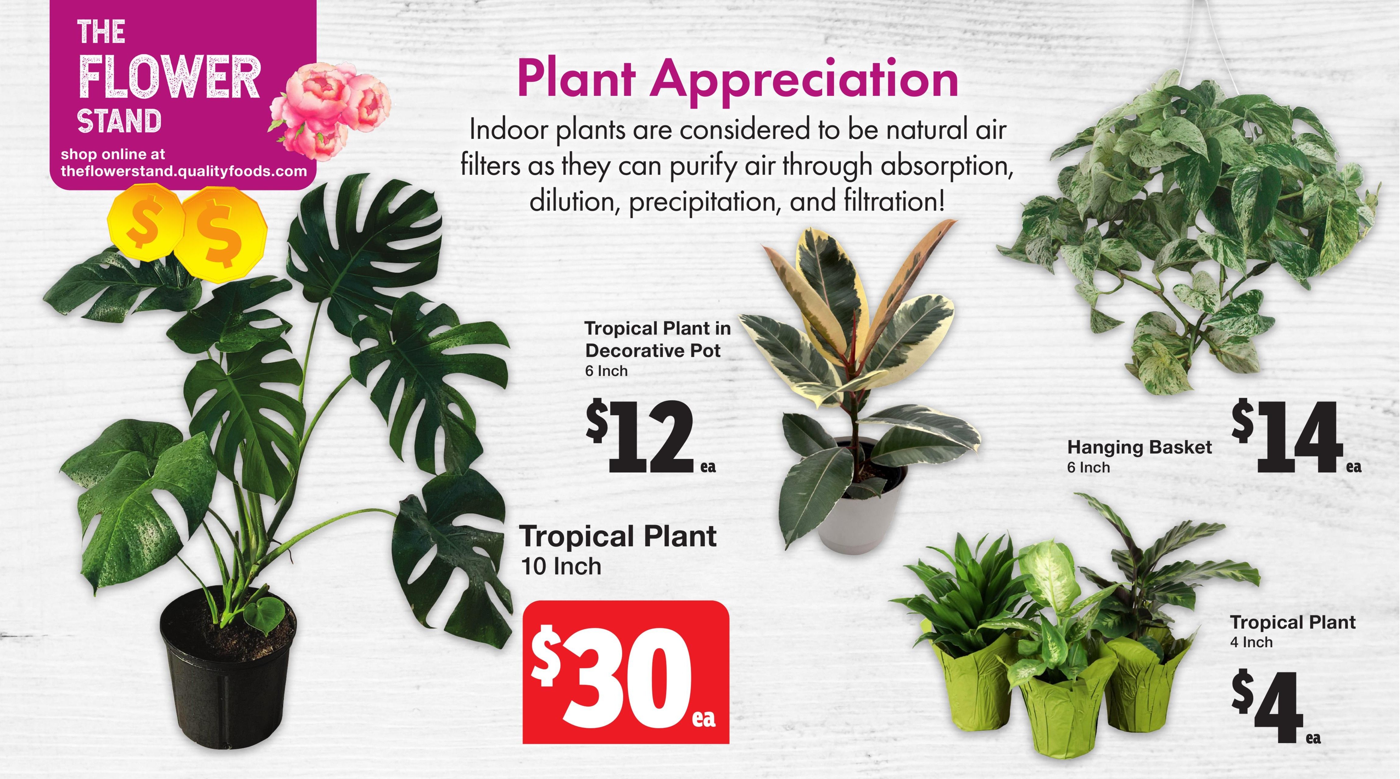 Quality Foods Weekly Flyer Specials, Page 3: The Flower Stand features indoor plants for 'Plant Appreciation'. Indoor plants are natural air filters. Featured items include a Tropical Plant in a Decorative Pot (6 Inch) for $12 ea, a larger Tropical Plant (10 Inch) for $30 ea, a Hanging Basket (6 Inch) for $14 ea, and a Tropical Plant (4 Inch) for $4 ea. Shop online at theflowerstand.qualityfoods.com.